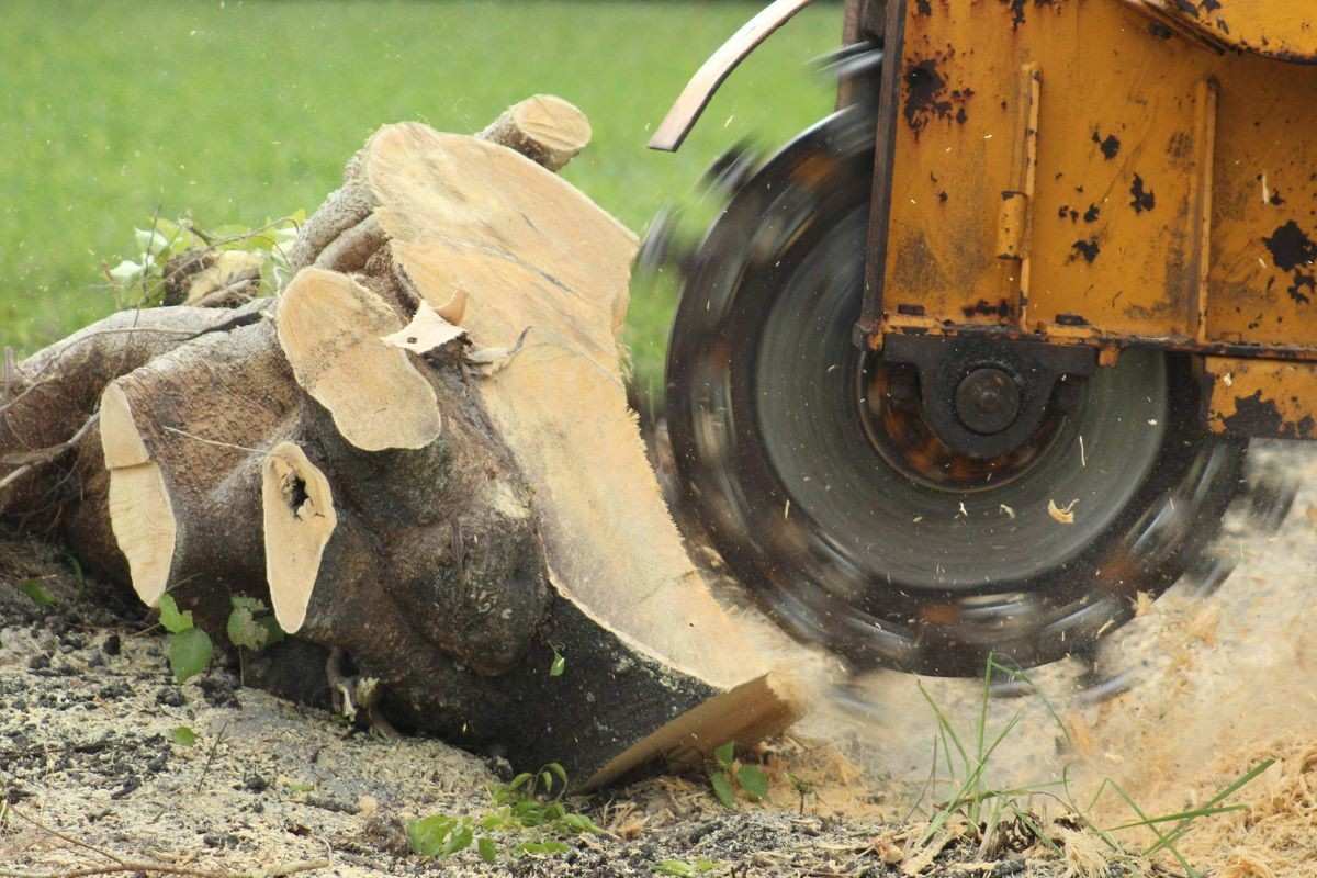 stump removal