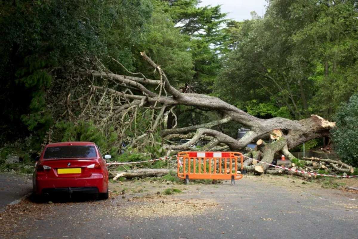Arborist Services