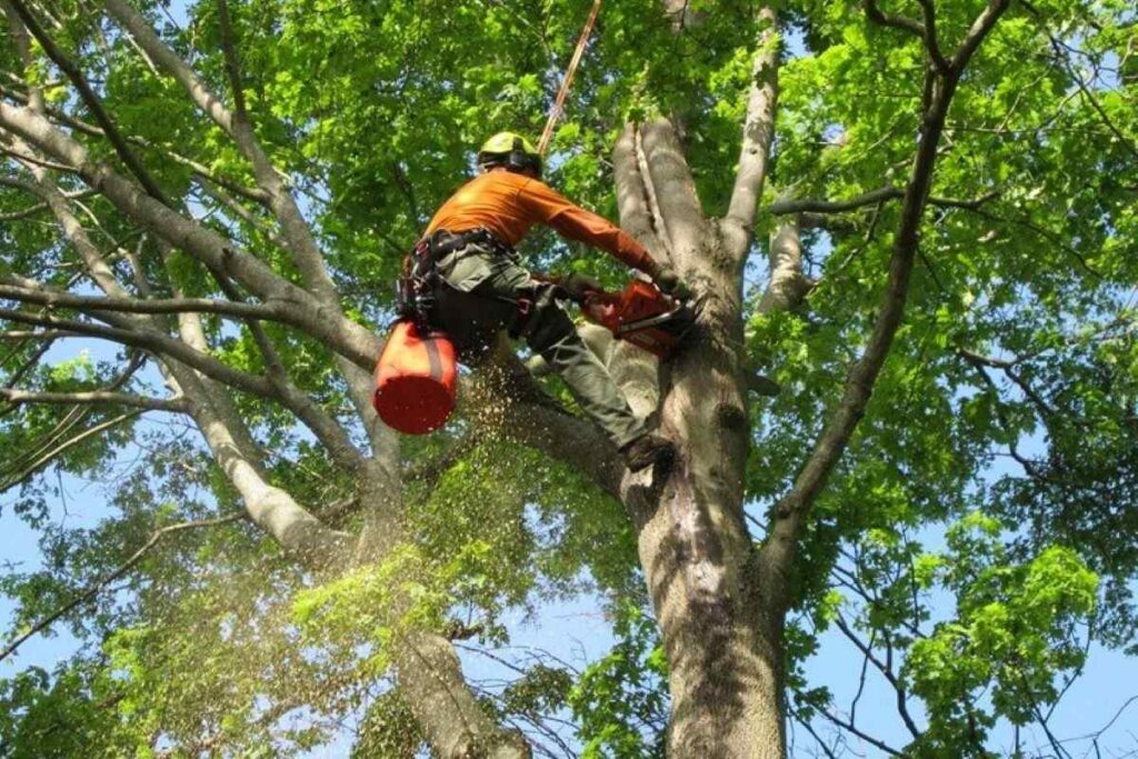 Arborist Services